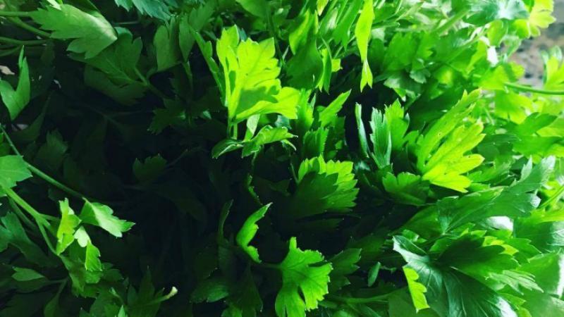 İdrar Yolu Enfeksiyonu Bitkisel Tedavi